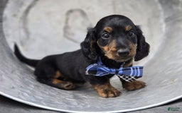 Miniature Dachshund dogs for sale: Bingo - Image 1