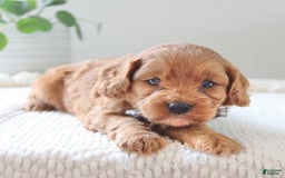 Cavapoo dogs for sale: Flash - Image 7