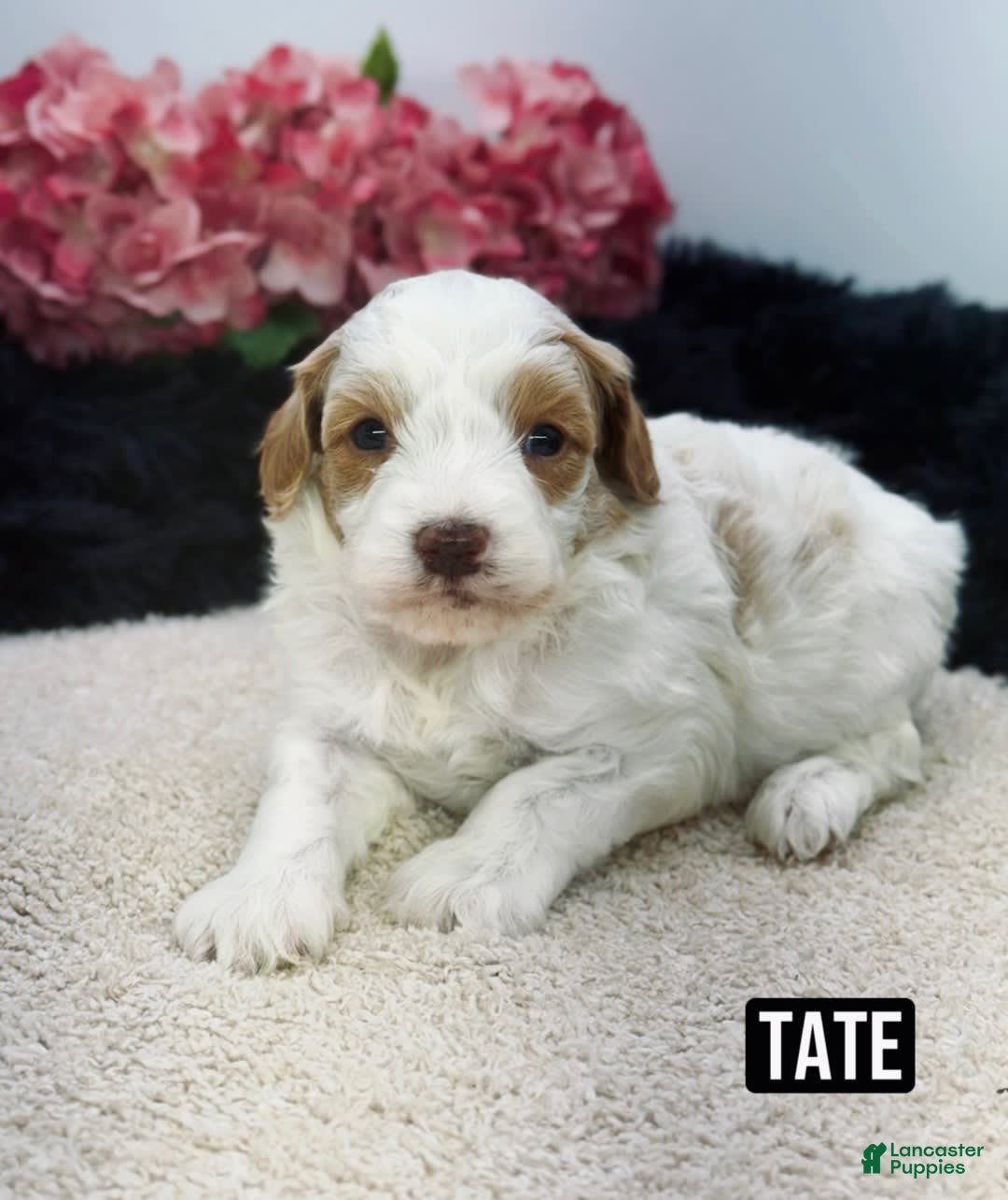 Mini Goldendoodle dogs for sale: Micro Tate - Image 1