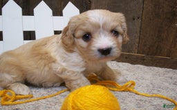 Cavachon dogs for sale: Dexter - Image 17