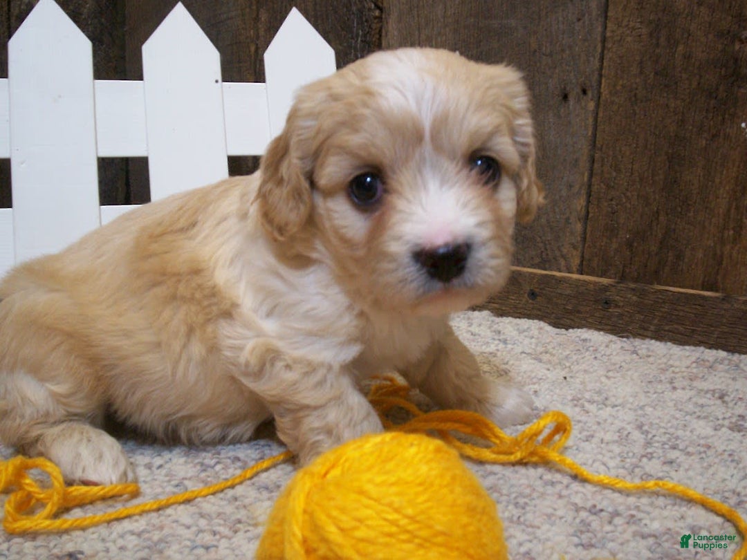 Cavachon dogs for sale: Dexter - Image 17