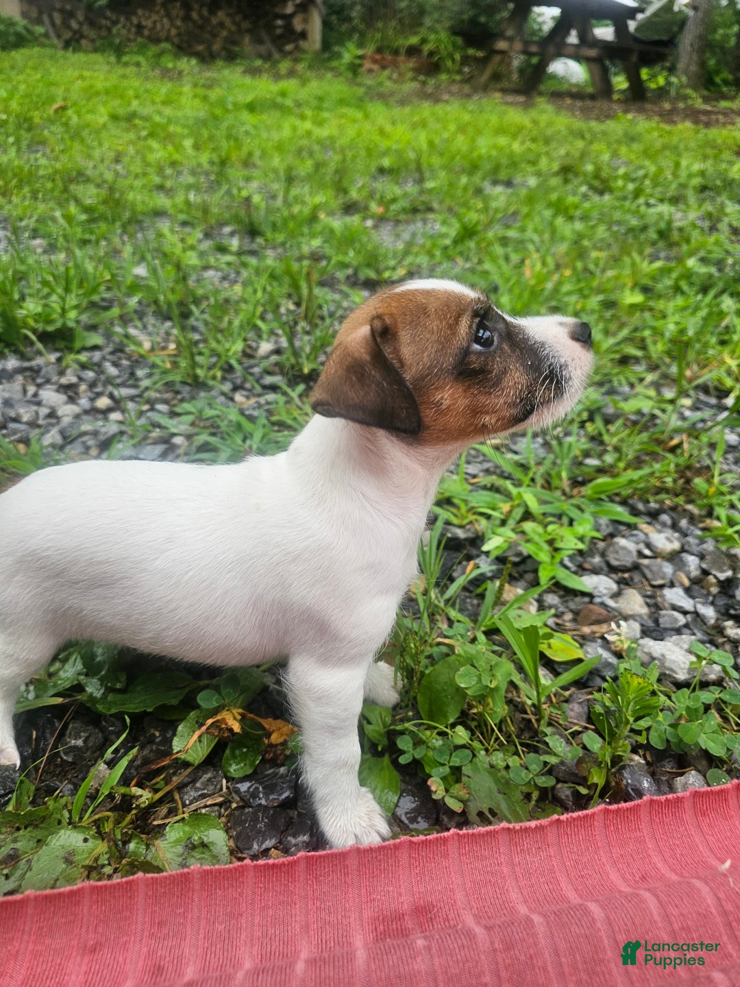 Jack Russell Terrier dogs for sale: Ashley - Image 3