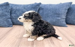 Mini Bernedoodle dogs for sale: Carter - Image 6