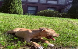 American Staffordshire Terrier dogs for sale: Galinda - Image 2