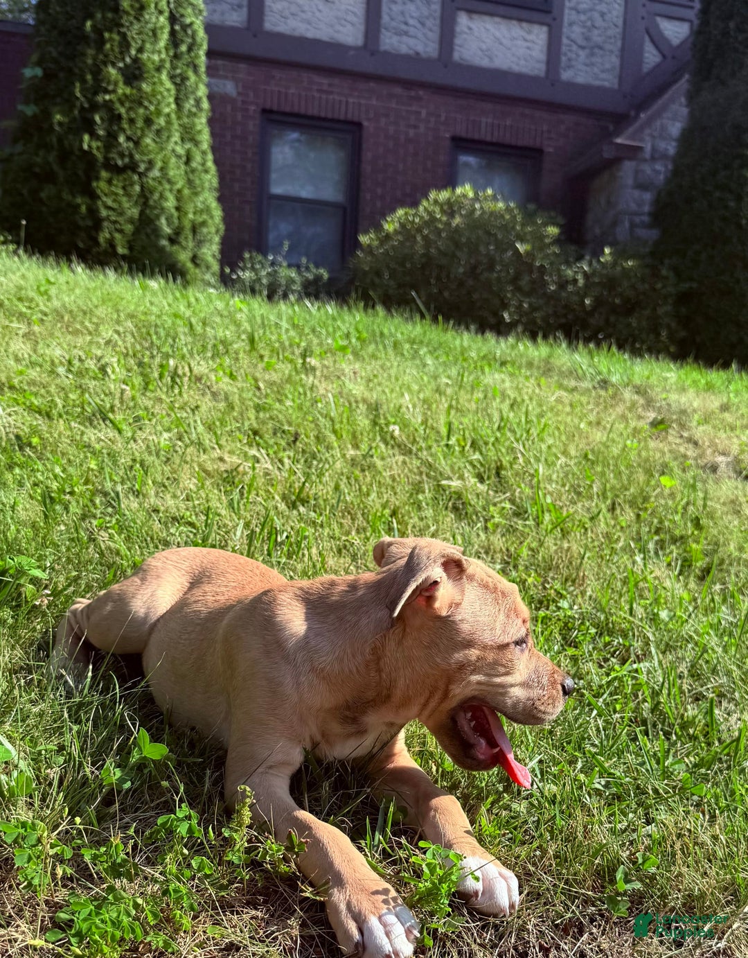 American Staffordshire Terrier dogs for sale: Galinda - Image 2