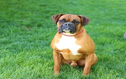 Boxer dogs for sale: Sequoia - Image 7