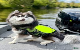 Pomsky dogs for sale: Selene - Image 18