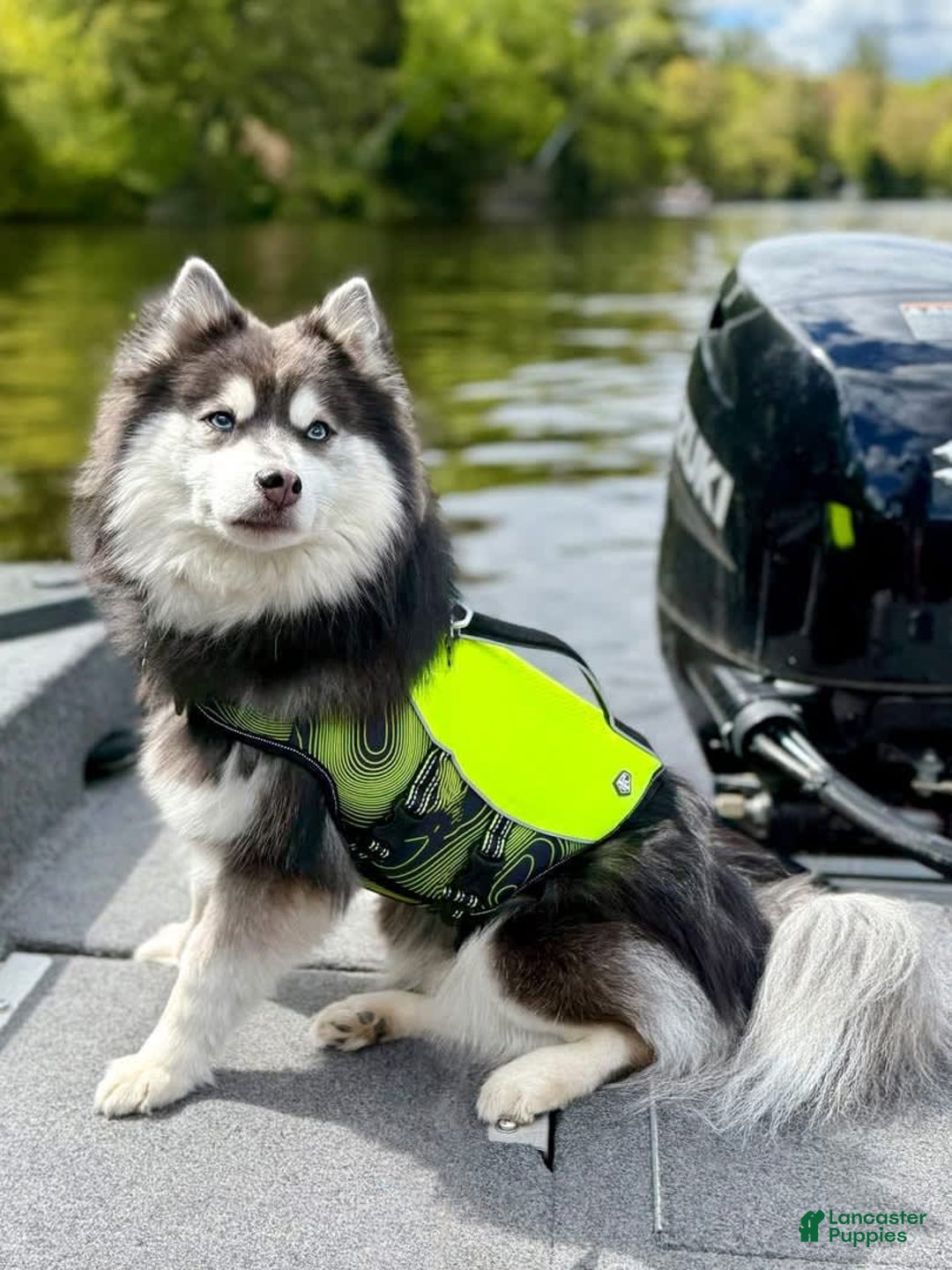 Pomsky dogs for sale: Selene - Image 18