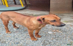 Rhodesian Ridgeback dogs for sale: Gavin - Image 15