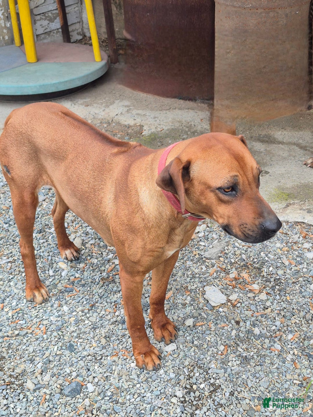 Rhodesian Ridgeback dogs for sale: Gavin - Image 15