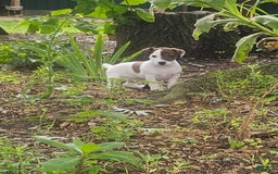 Jack Russell Terrier dogs for sale: Jack Russell Terrier 3 puppies - Image 6