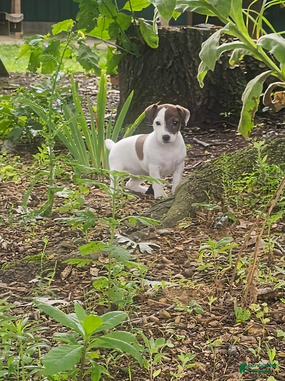 Jack Russell Terrier dogs for sale: Jack Russell Terrier 3 puppies - Image 6