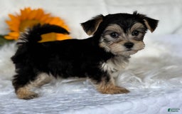 Morkie dogs for sale: LAYNE - Image 8