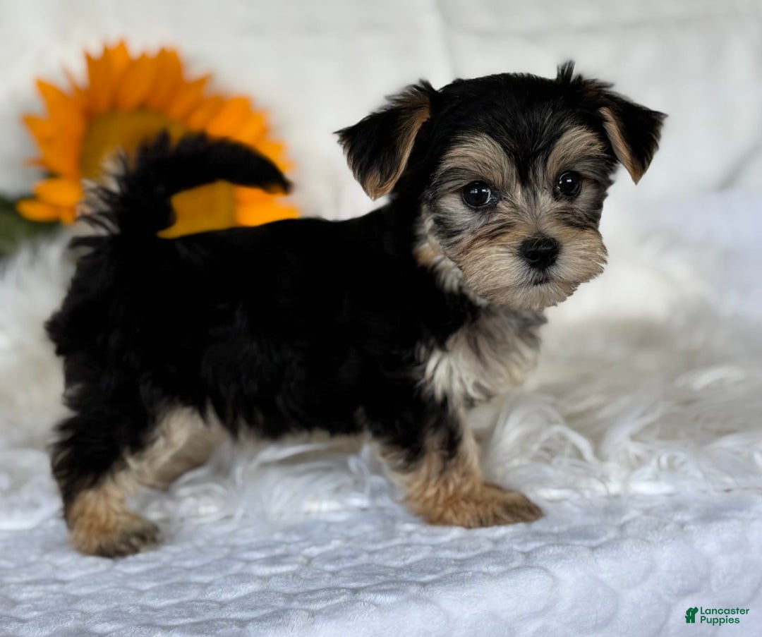 Morkie dogs for sale: LAYNE - Image 8