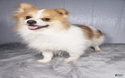 Pomeranian dogs for sale: Carly - Image 7