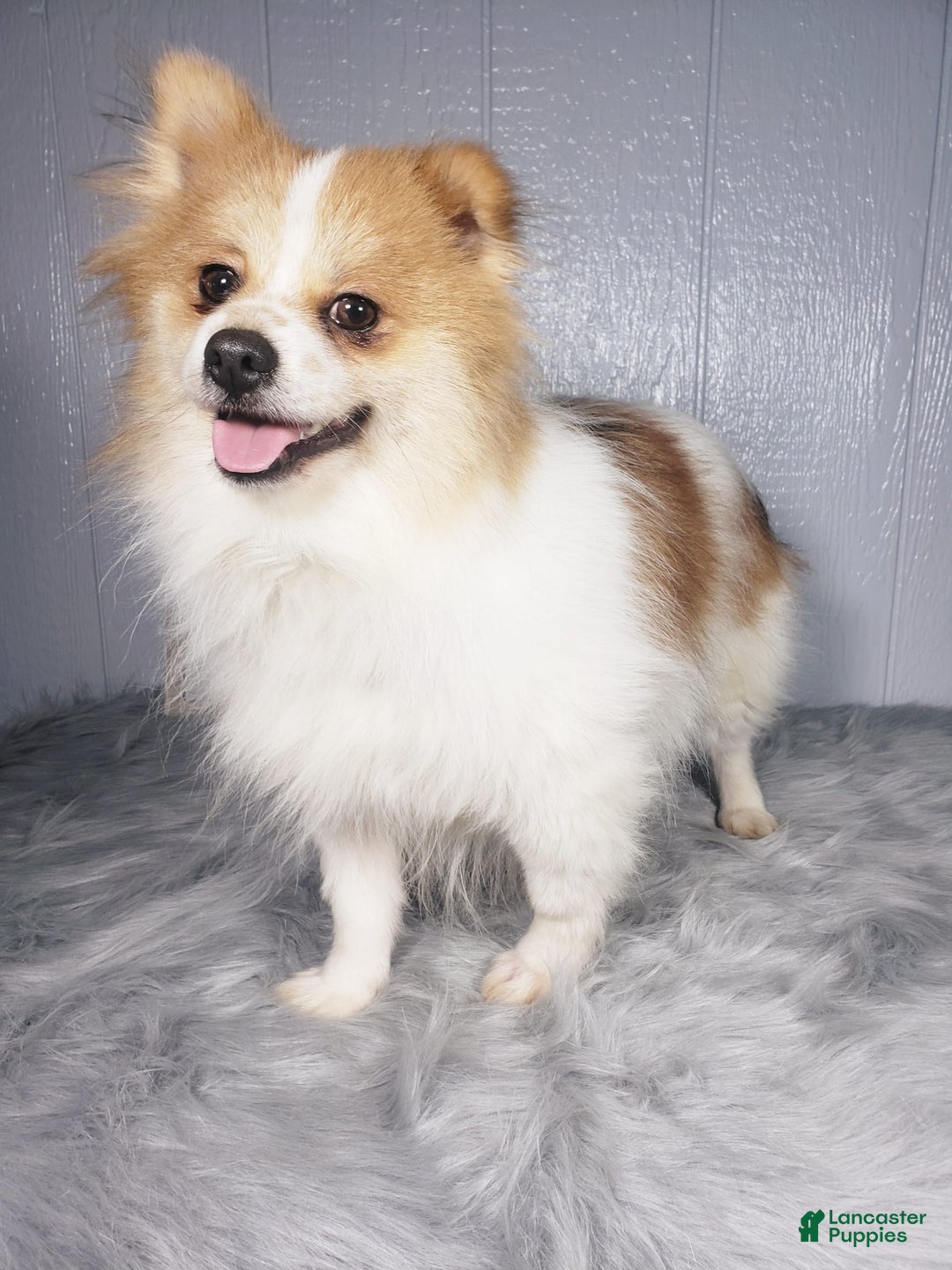 Pomeranian dogs for sale: Carly - Image 7