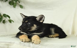 Gerberian Shepsky dogs for sale: Moonlight - Image 5