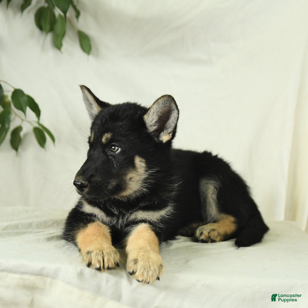 Gerberian Shepsky dogs for sale: Moonlight - Image 5