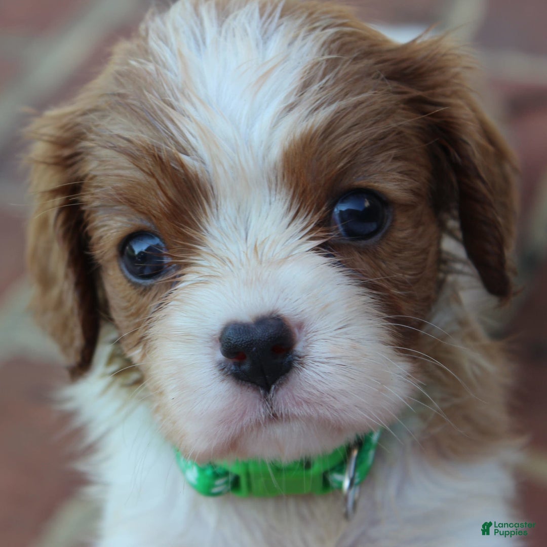 Cavalier King Charles Spaniel dogs for sale: Max - Image 3