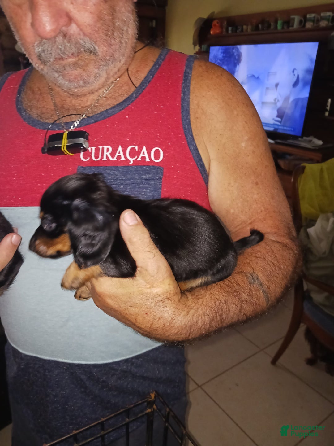 Dachshund dogs for sale: Male - Image 4