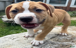 American Pit Bull Terrier dogs for sale: Helga - Image 5