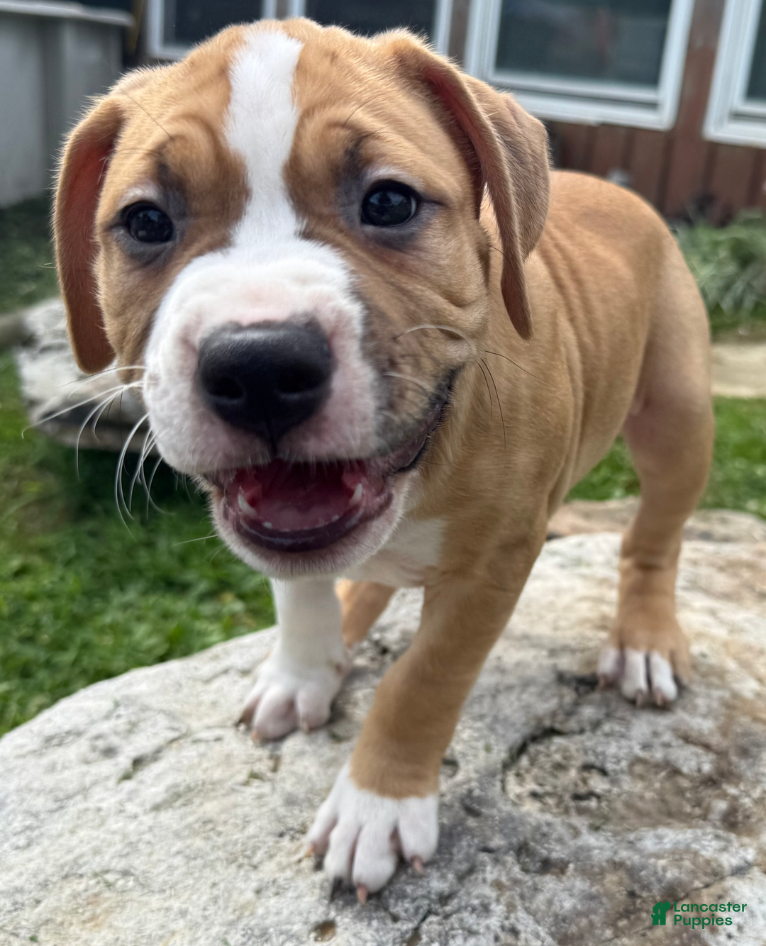 American Pit Bull Terrier dogs for sale: Helga - Image 5