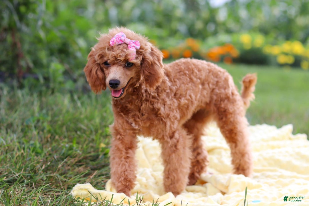Miniature Poodle dogs for sale: Leah - Image 14