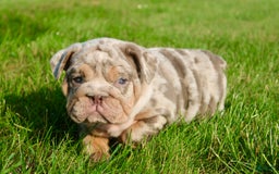 English Bulldog dogs for sale: Sadie - Image 2