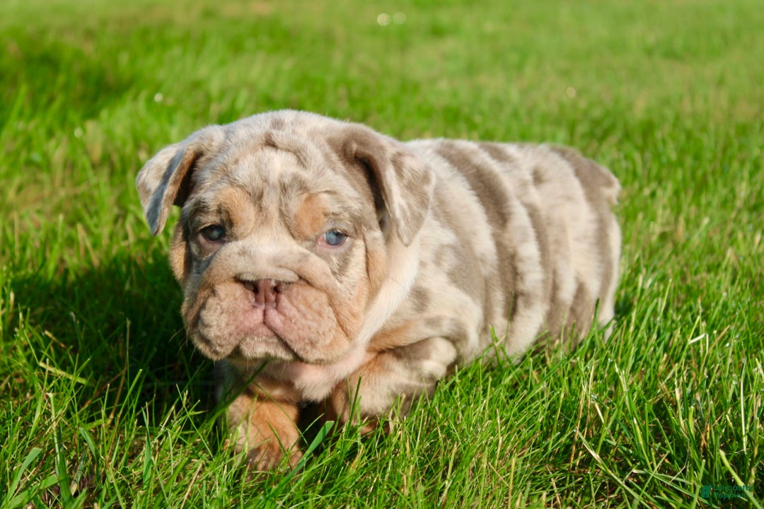English Bulldog dogs for sale: Sadie - Image 2