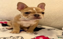 French Bulldog dogs for sale: Crown - Image 3