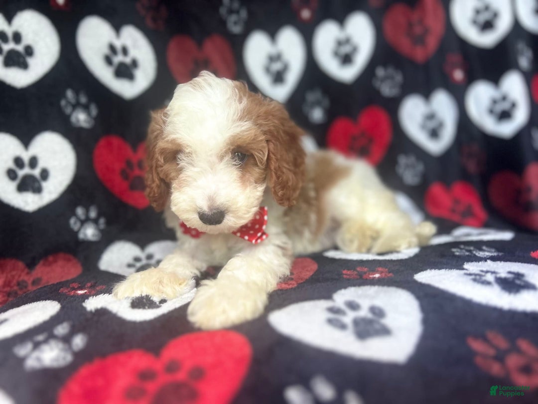 Cavapoo dogs for sale: Ace - Image 4