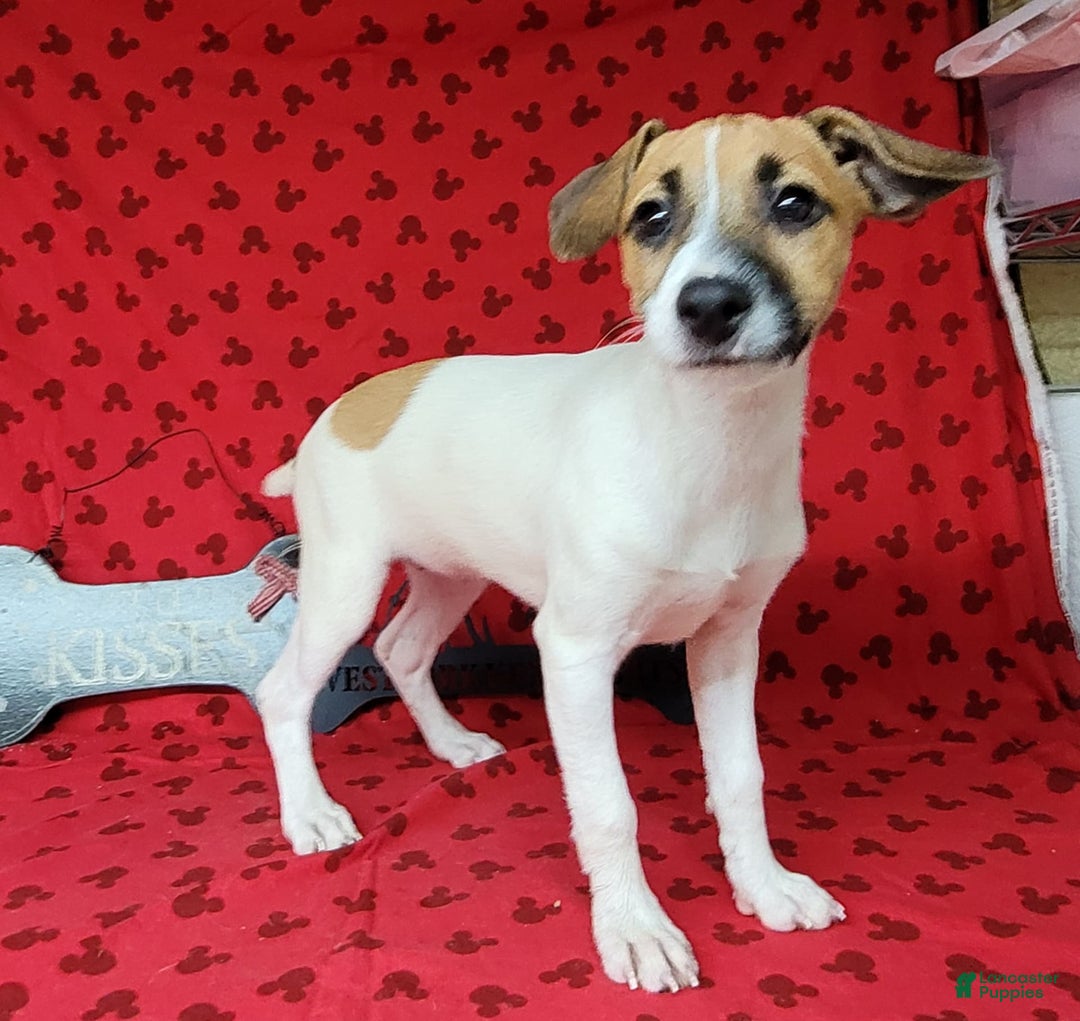 Jack Russell Terrier dogs for sale: Penny Female JRT - Image 10
