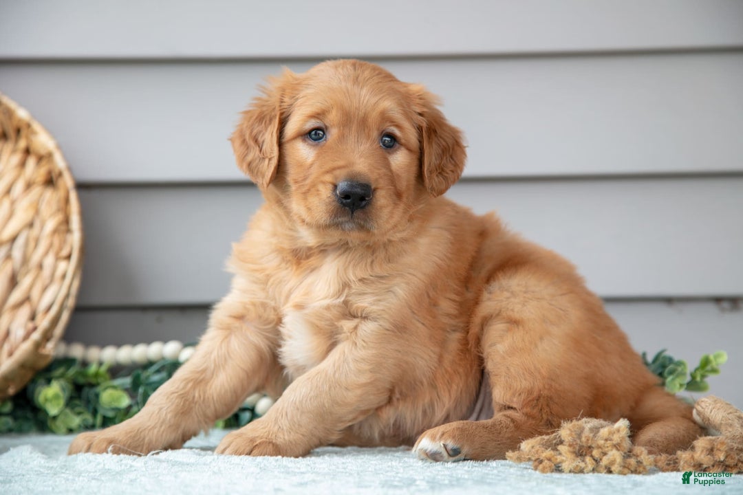 Golden Retriever dogs for sale: Newton - Image 5