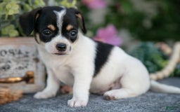 Chihuahua dogs for sale: Toodles - Image 1