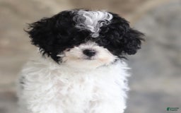 Toy Poodle dogs for sale: Parson - Image 5