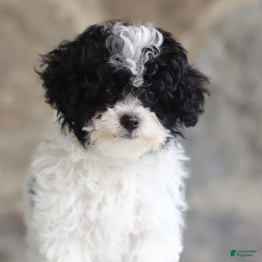 Toy Poodle dogs for sale: Parson - Image 5