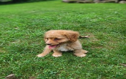 Cavapoo dogs for sale: Poppy - Image 6