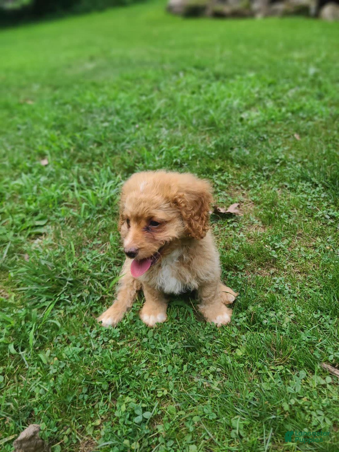 Cavapoo dogs for sale: Poppy - Image 6