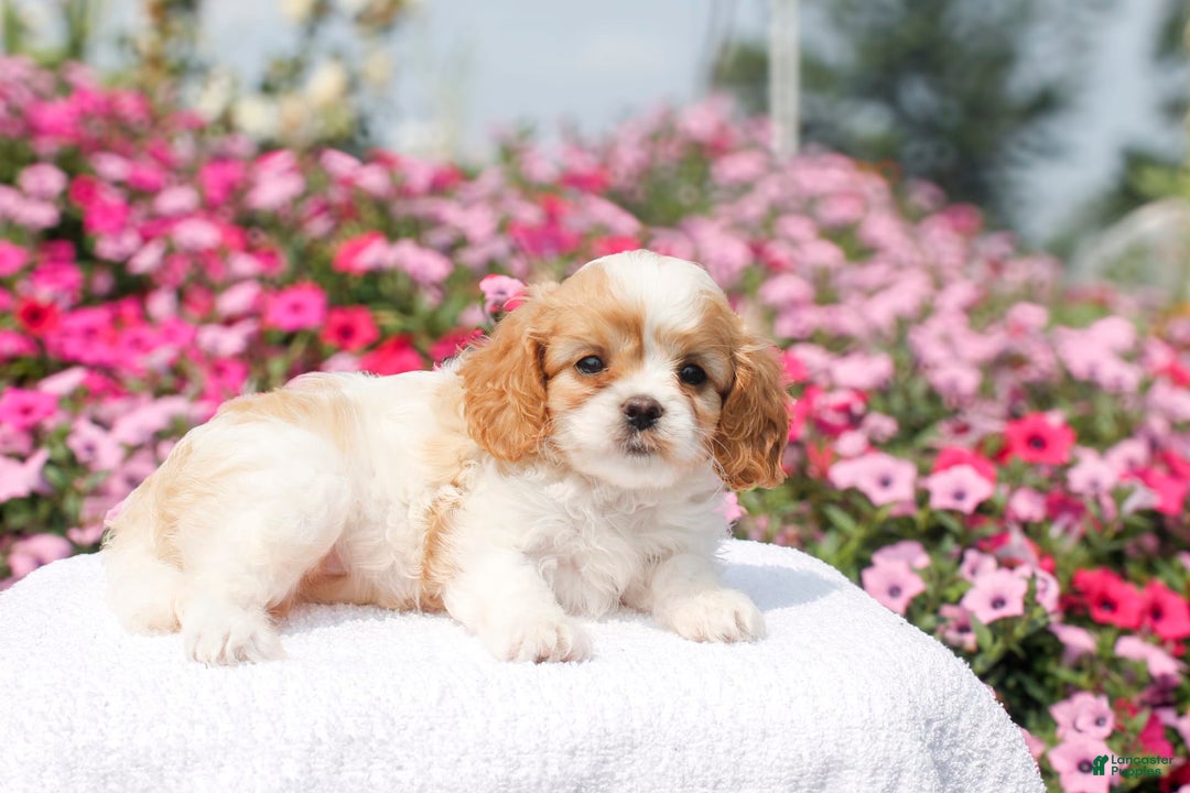 Cavapoo dogs for sale: Willow - Image 6