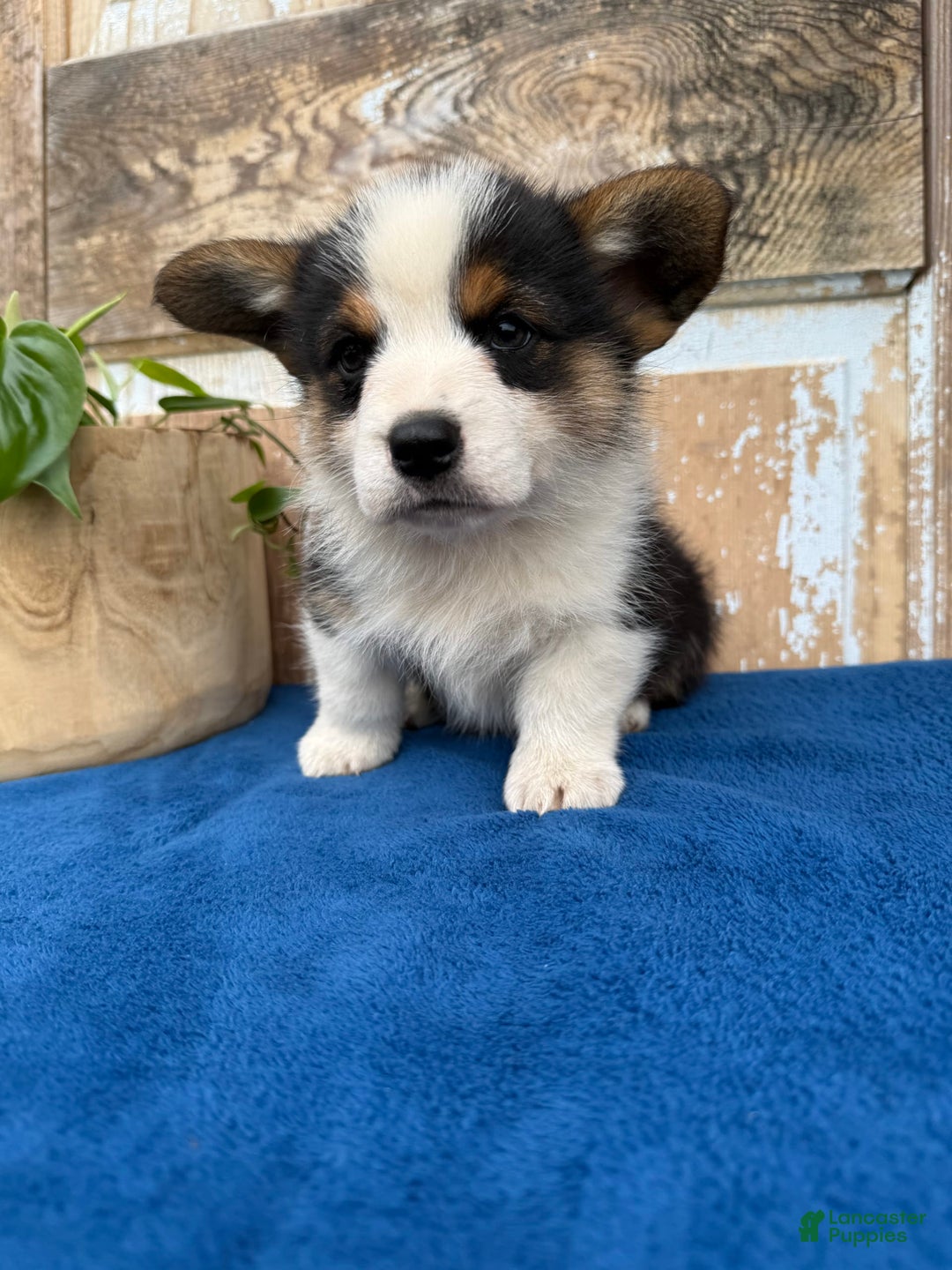 Welsh Corgi Pembroke dogs for sale: Chuck - Image 5