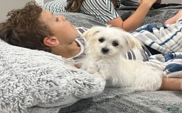 Maltipoo dogs for sale: Tina - Image 10