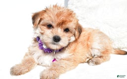 Morkie dogs for sale: Jane Teacup - Image 6