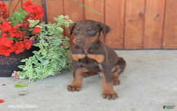 Doberman Pinscher dogs for sale: Diesel - Image 5