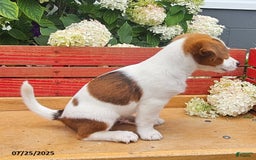Jack Russell Terrier dogs for sale: Teddy - Image 3