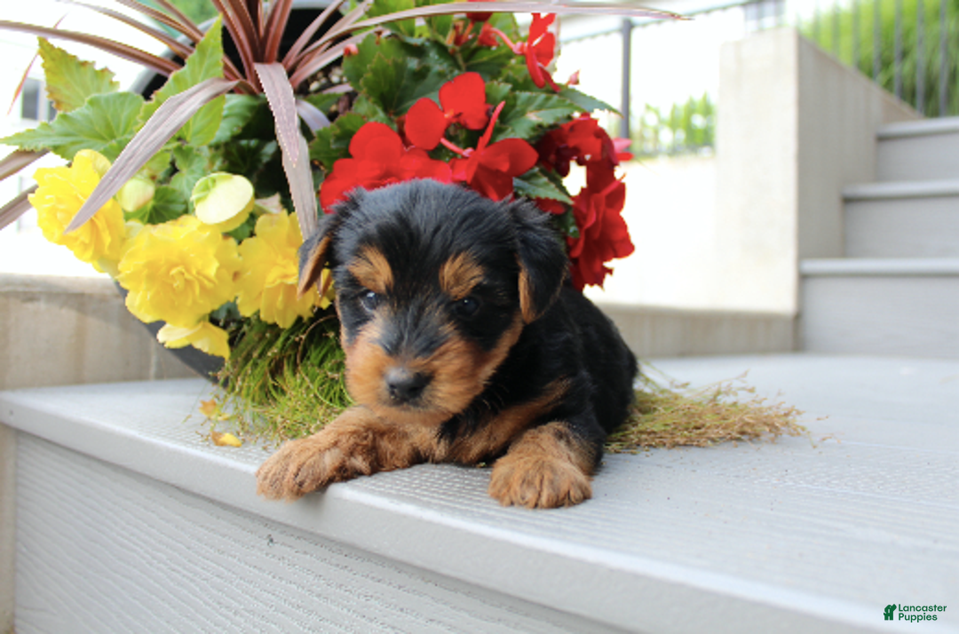 Yorkshire Terrier dogs for sale: Raymond - Image 1