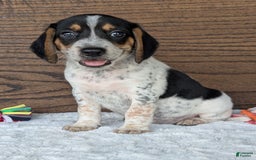 Beagle dogs for sale: Riley - Image 15