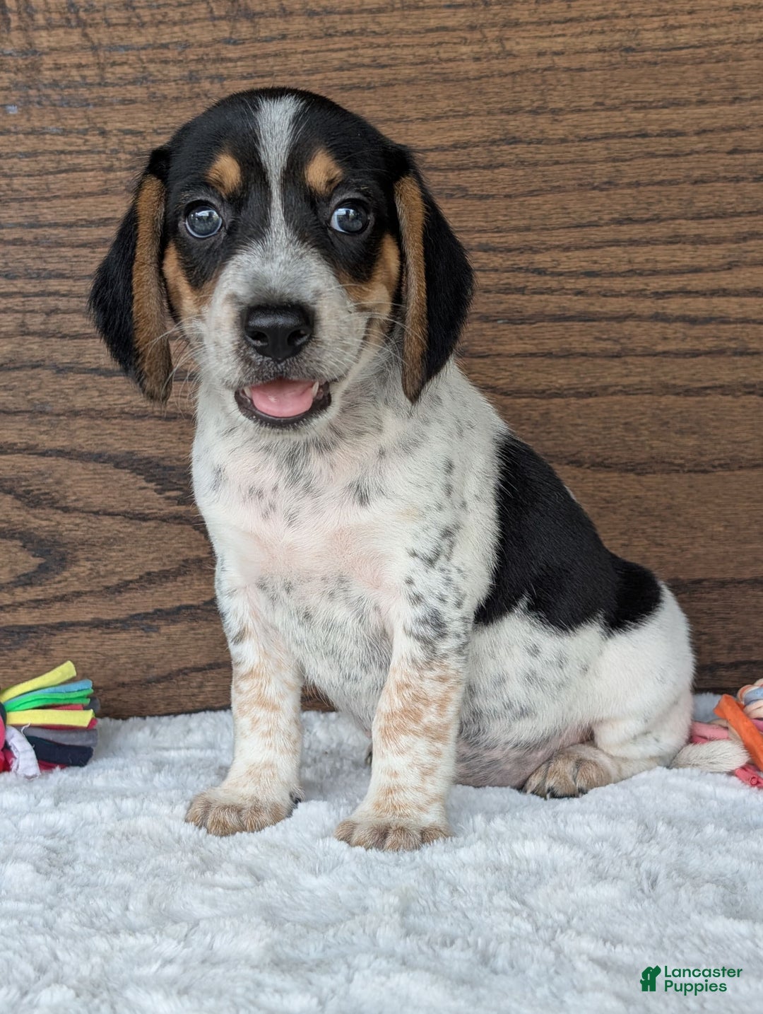 Beagle dogs for sale: Riley - Image 15