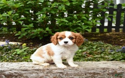 Cavalier King Charles Spaniel dogs for sale: Freddie - Image 1