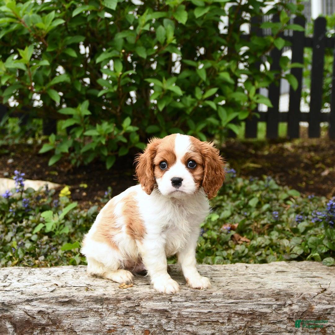 Cavalier King Charles Spaniel dogs for sale: Freddie - Image 1