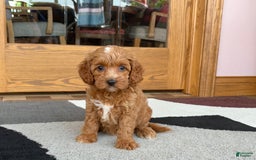 Cavapoo dogs for sale: Cutie - Image 5